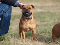 Staffordshire Bull Terrier