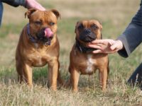 Staffordshire Bull Terrier