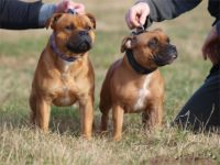 Staffordshire Bull Terrier