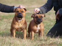 Staffordshire Bull Terrier