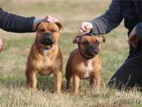 Staffordshire Bull Terrier