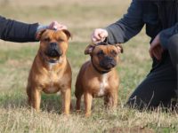 Staffordshire Bull Terrier