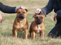 Staffordshire Bull Terrier