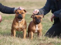 Staffordshire Bull Terrier