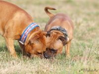 Staffordshire Bull Terrier