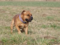 Staffordshire Bull Terrier