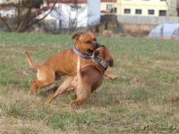 Staffordshire Bull Terrier