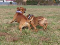 Staffordshire Bull Terrier