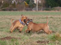 Staffordshire Bull Terrier