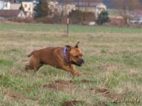 Staffordshire Bull Terrier