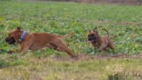 Staffordshire Bull Terrier