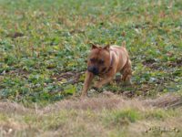 Staffordshire Bull Terrier