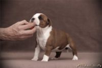 Staffordshire Bull Terrier - litter C