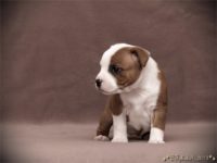 Staffordshire Bull Terrier - litter C