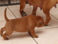 Staffordshire bull terrier - Vrh E