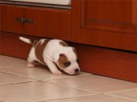 Staffordshire bull terrier - Vrh E