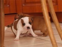 Staffordshire bull terrier - Vrh E