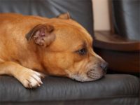 Staffordshire bull terrier - Vrh E