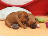 Staffordshire bull terrier - Vrh E