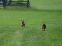 Staffordshire Bull Terrier