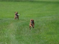 Staffordshire Bull Terrier