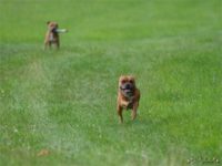 Staffordshire Bull Terrier