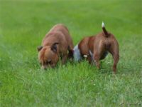 Staffordshire Bull Terrier