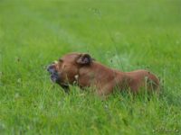 Staffordshire Bull Terrier