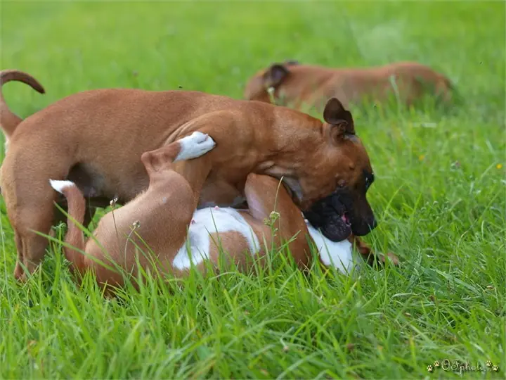 Staffordshire Bull Terrier