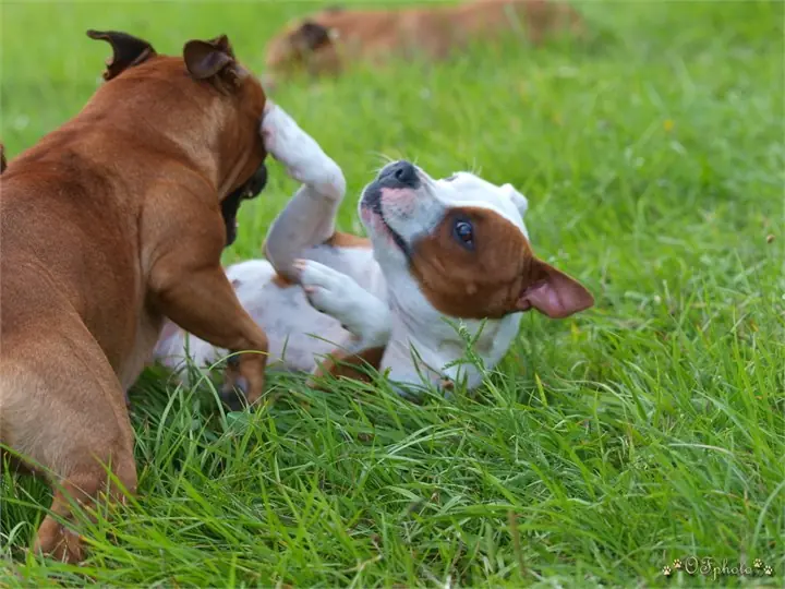 Staffordshire Bull Terrier