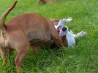 Staffordshire Bull Terrier