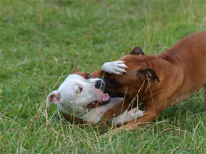 Staffordshire Bull Terrier