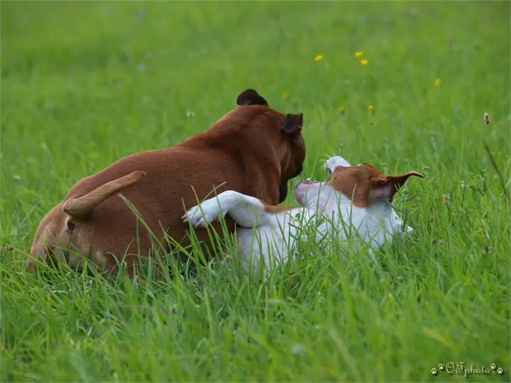 Staffordshire Bull Terrier