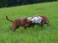 Staffordshire Bull Terrier