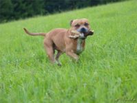 Staffordshire Bull Terrier