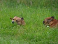 Staffordshire Bull Terrier