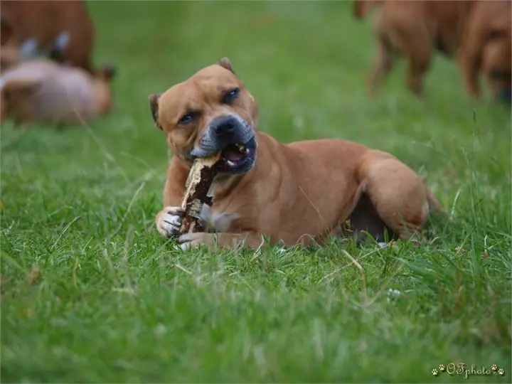 Staffordshire Bull Terrier