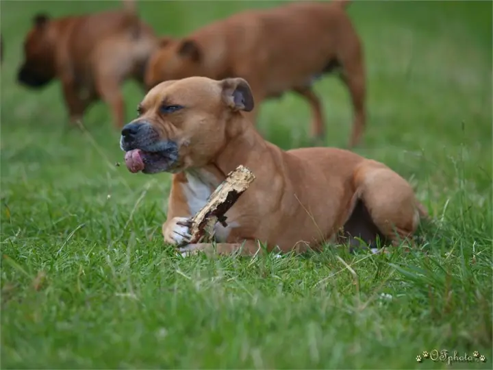 Staffordshire Bull Terrier