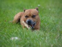 Staffordshire Bull Terrier