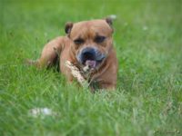 Staffordshire Bull Terrier