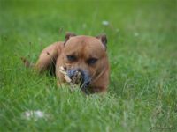 Staffordshire Bull Terrier