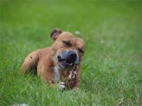 Staffordshire Bull Terrier