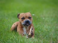 Staffordshire Bull Terrier