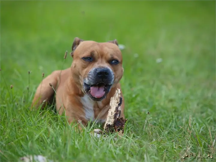 Staffordshire Bull Terrier