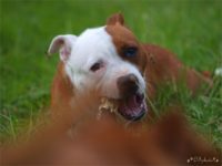 Staffordshire Bull Terrier