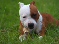 Staffordshire Bull Terrier