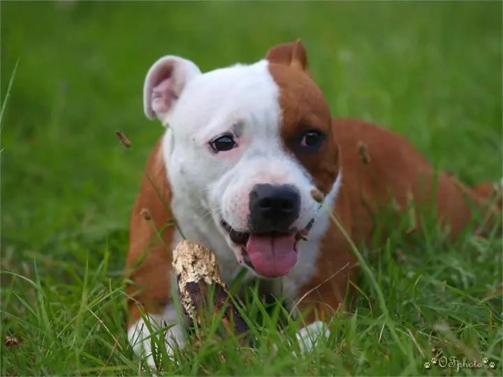 Staffordshire Bull Terrier