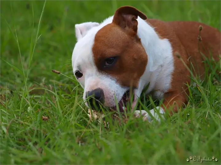 Staffordshire Bull Terrier
