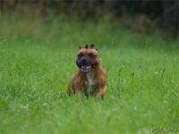 Staffordshire Bull Terrier