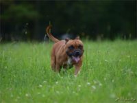 Staffordshire Bull Terrier